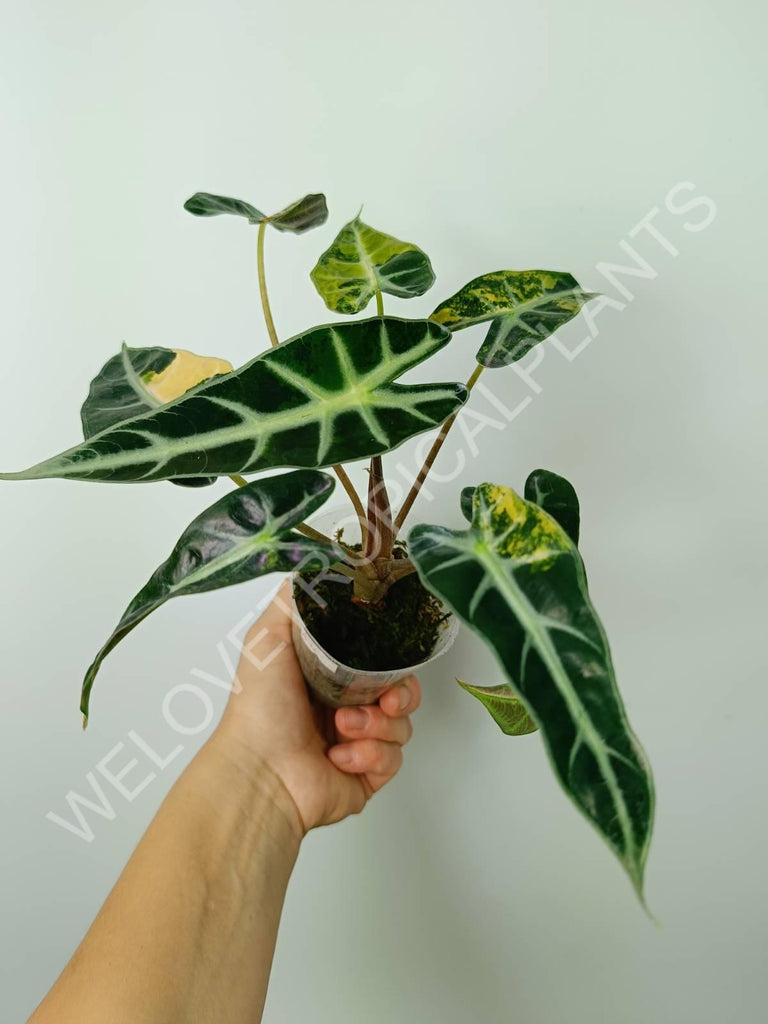 Alocasia bambino variegata aurea