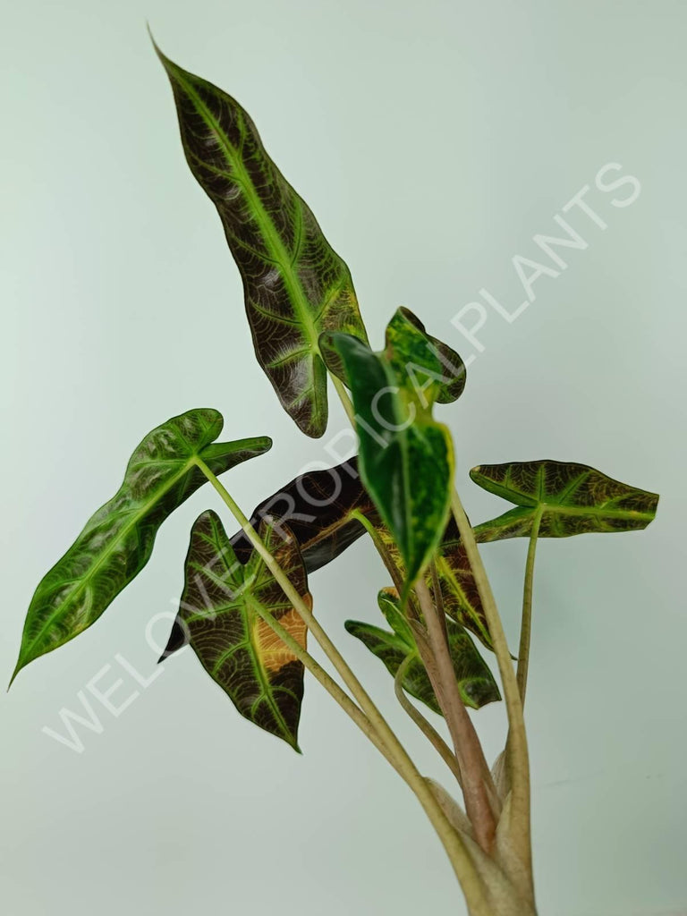 Alocasia bambino variegata aurea