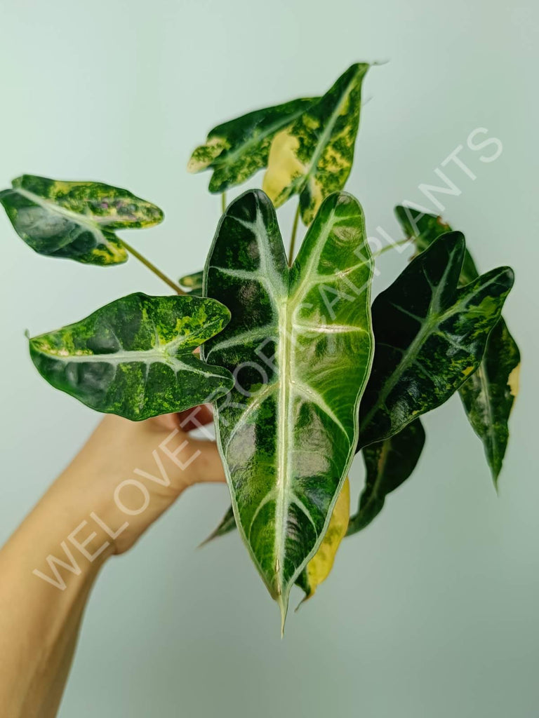 Alocasia bambino variegata aurea