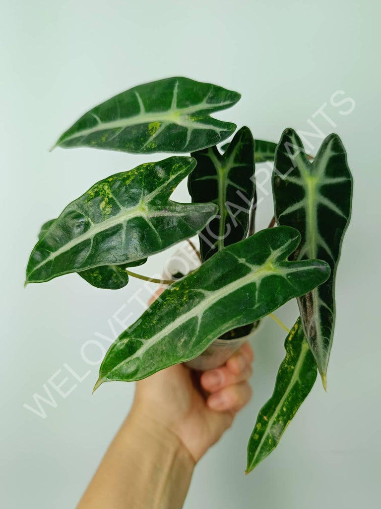 Alocasia bambino variegata aurea