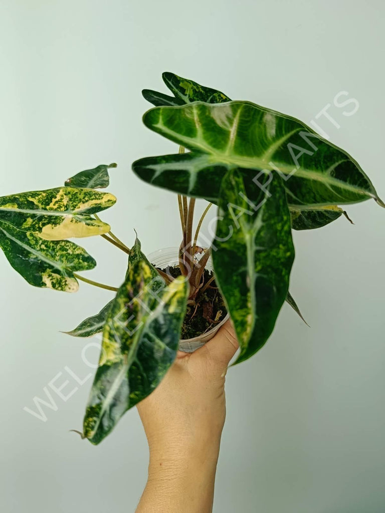 Alocasia bambino variegata aurea