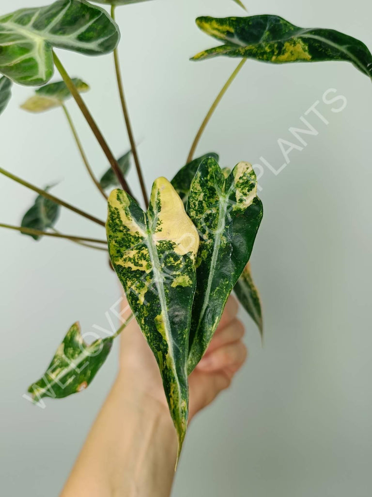 Alocasia bambino variegata aurea