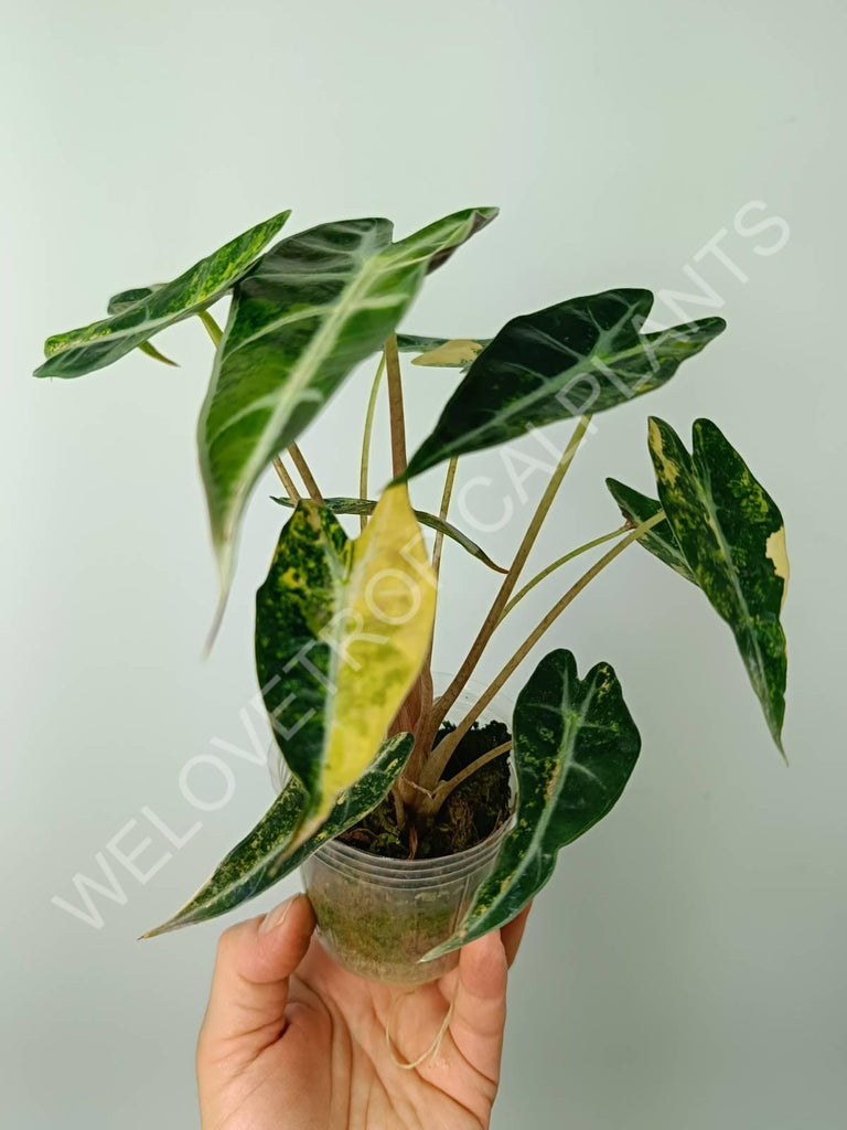 Alocasia bambino variegata aurea