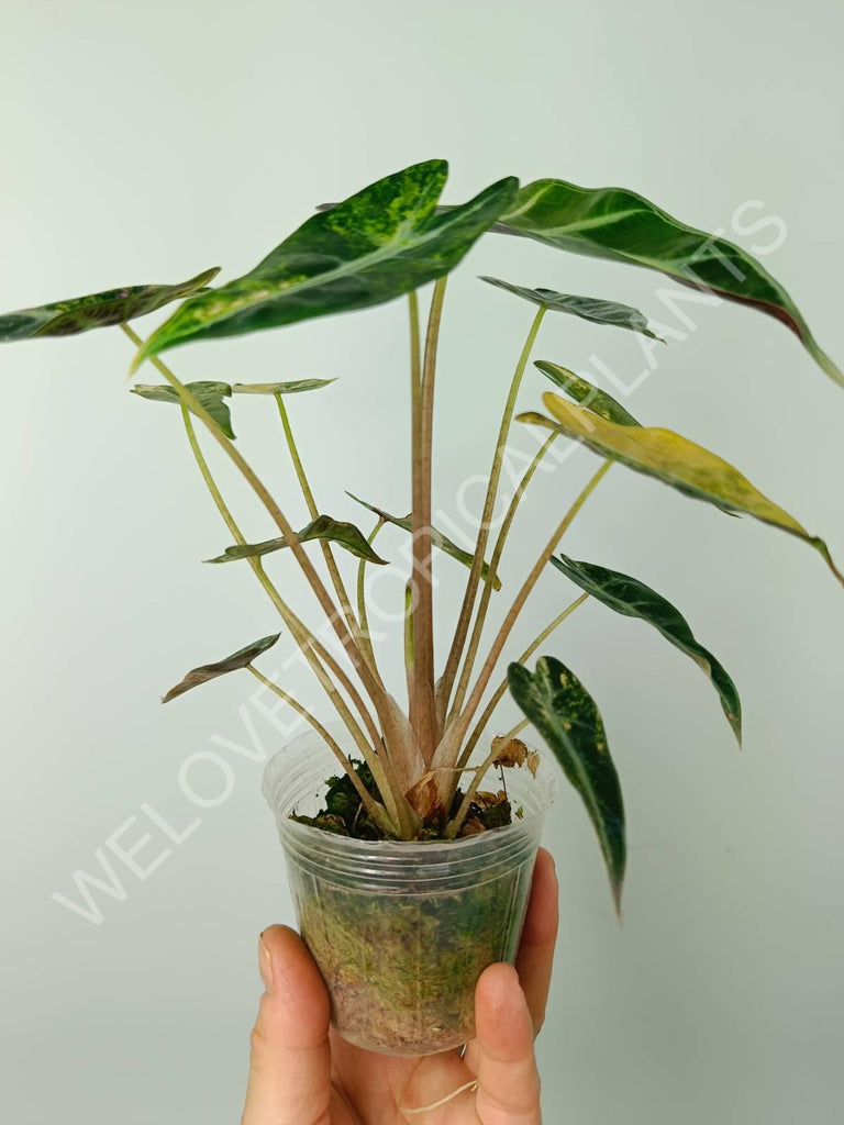 Alocasia bambino variegata aurea