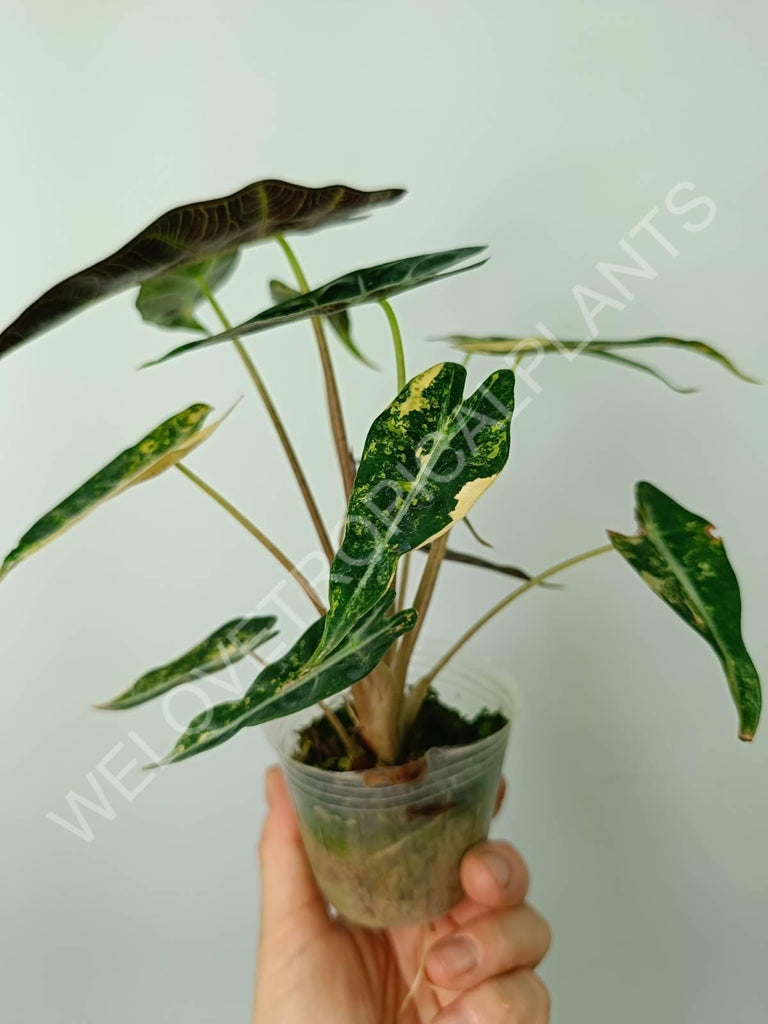 Alocasia bambino variegata aurea