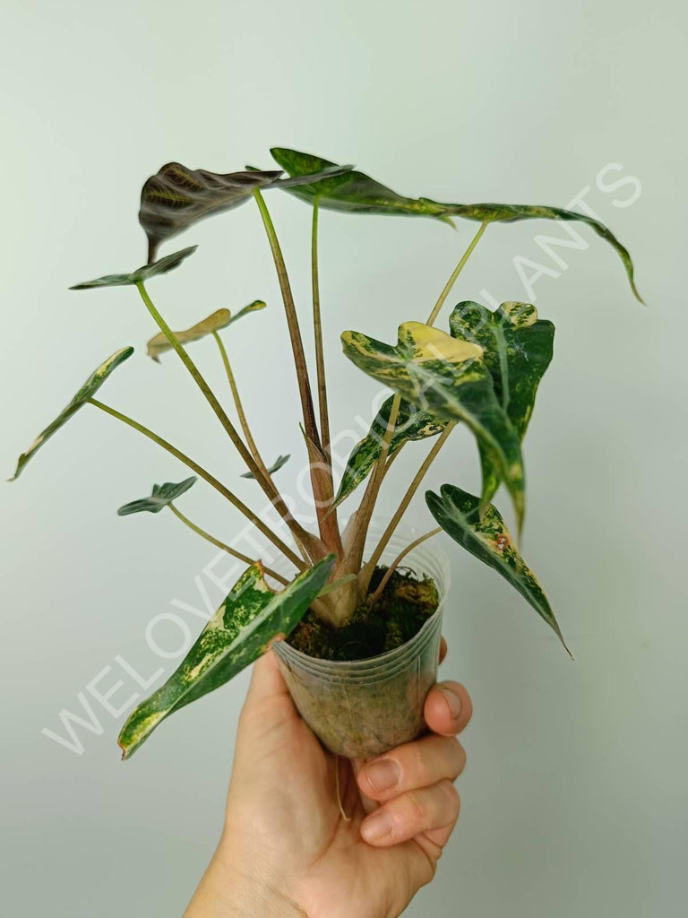 Alocasia bambino variegata aurea