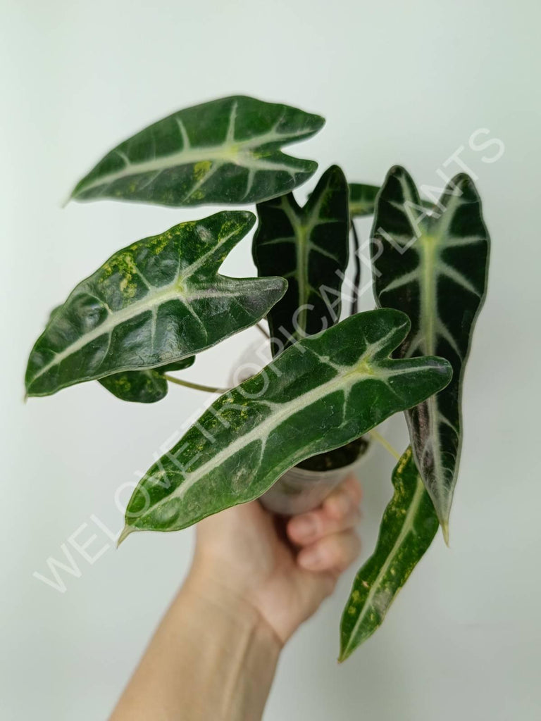 Alocasia bambino variegata aurea