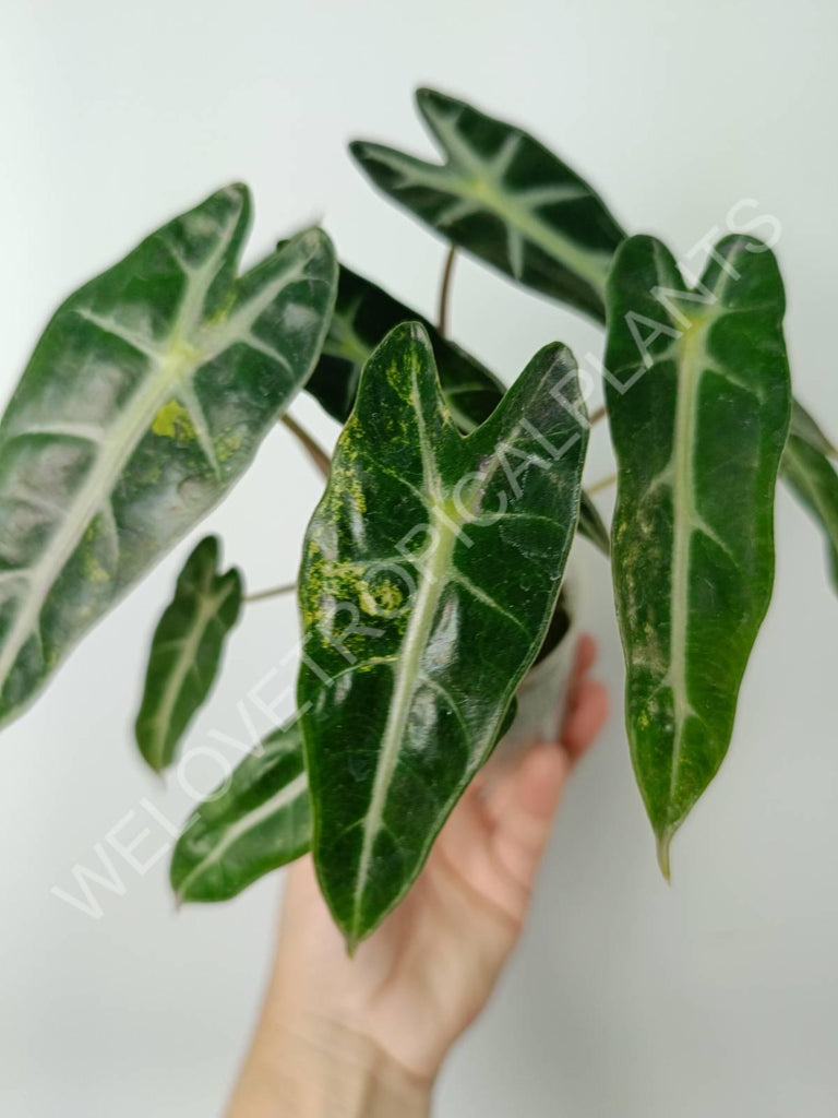 Alocasia bambino variegata aurea