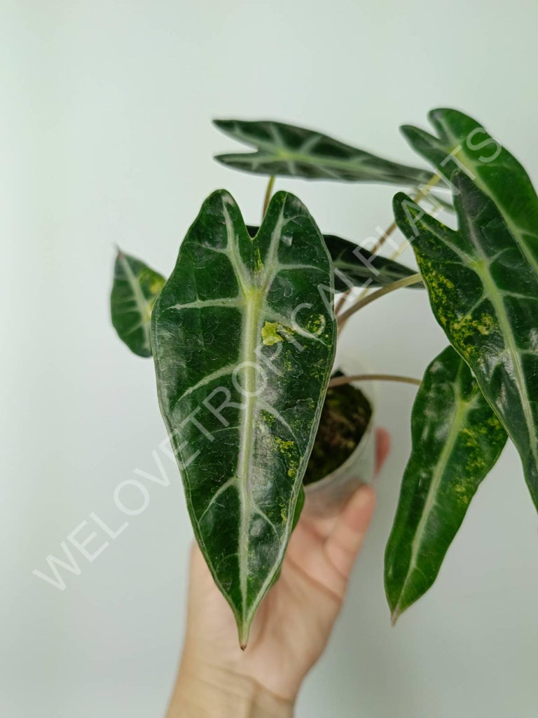 Alocasia bambino variegata aurea