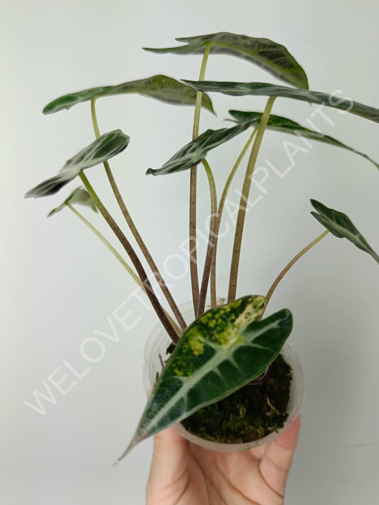 Alocasia bambino variegata aurea