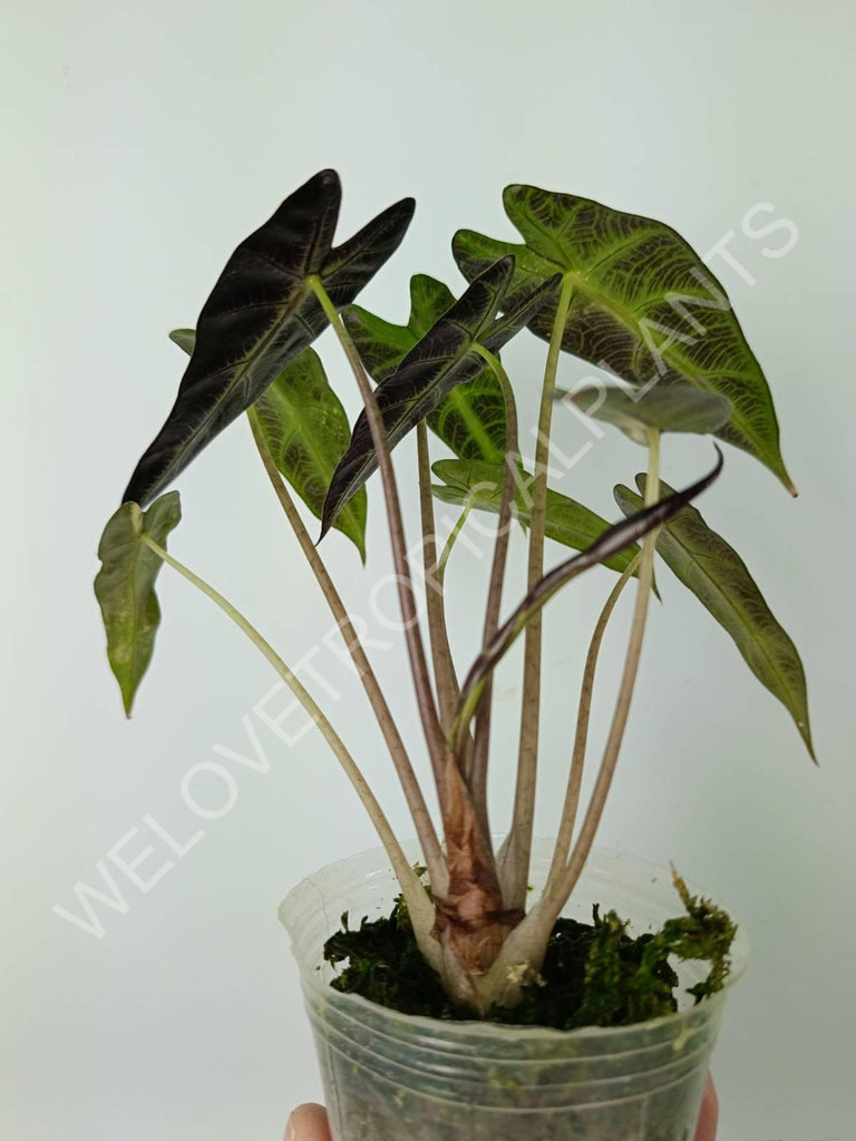 Alocasia bambino variegata aurea