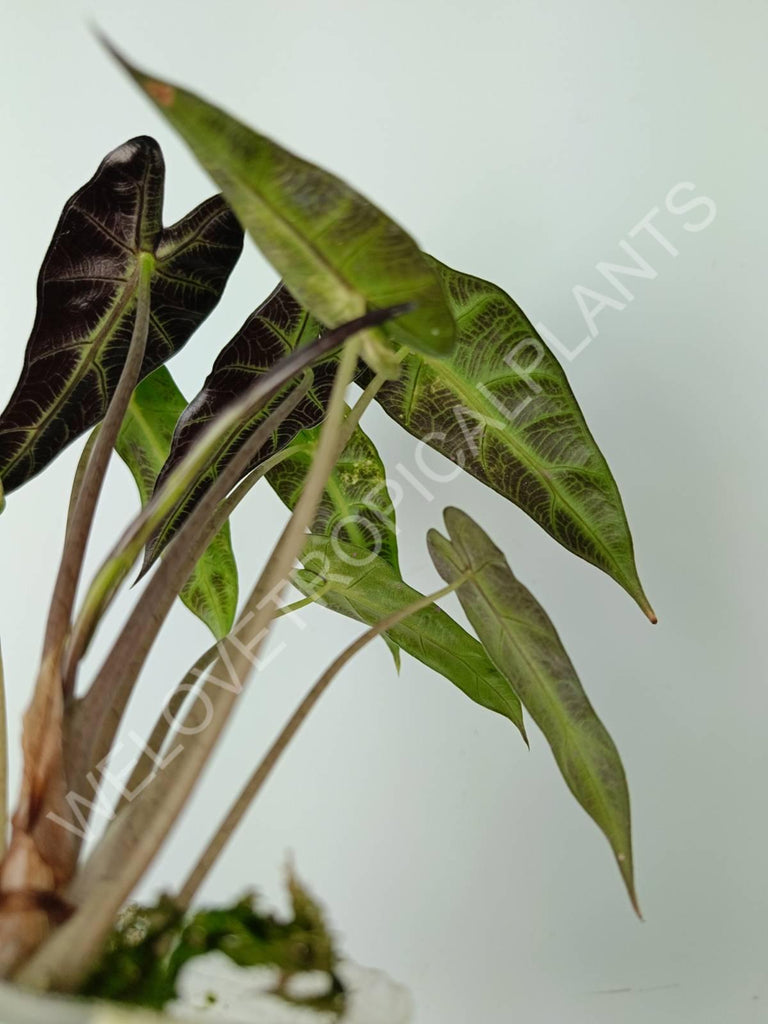 Alocasia bambino variegata aurea