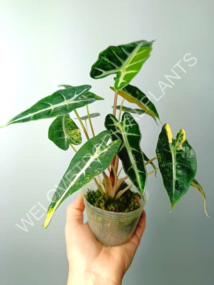 Alocasia bambino variegata aurea