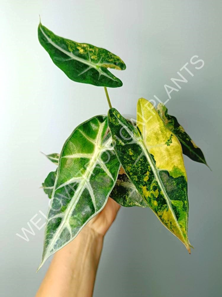 Alocasia bambino variegata aurea