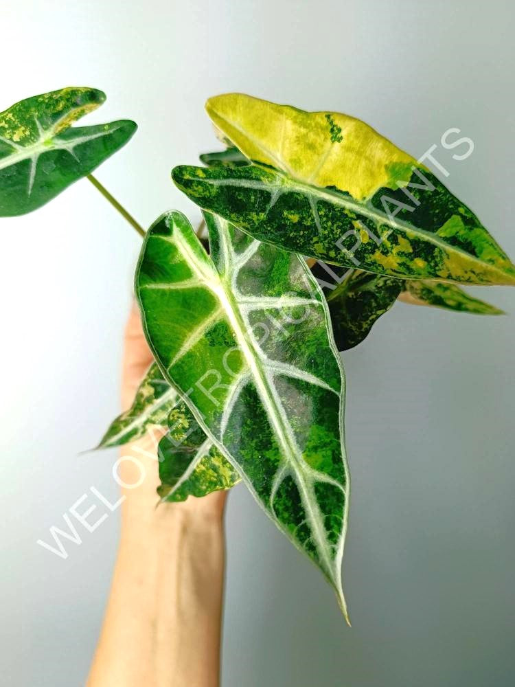 Alocasia bambino variegata aurea