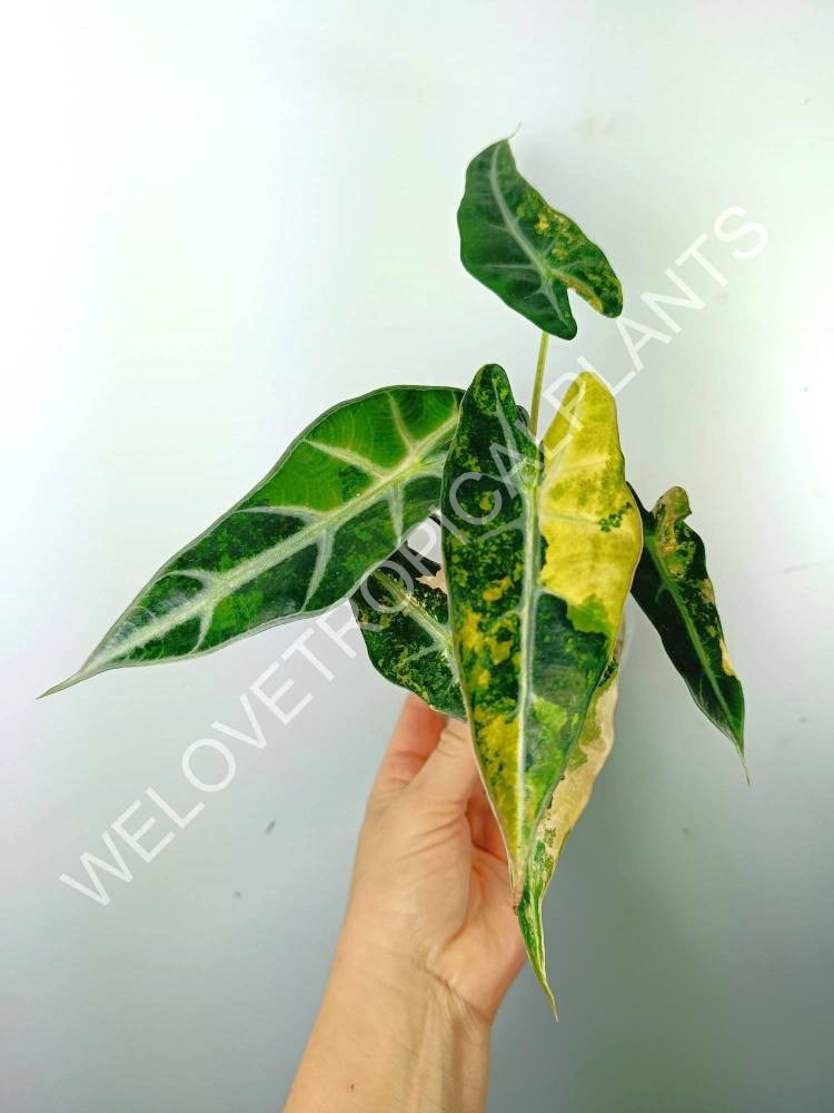 Alocasia bambino variegata aurea