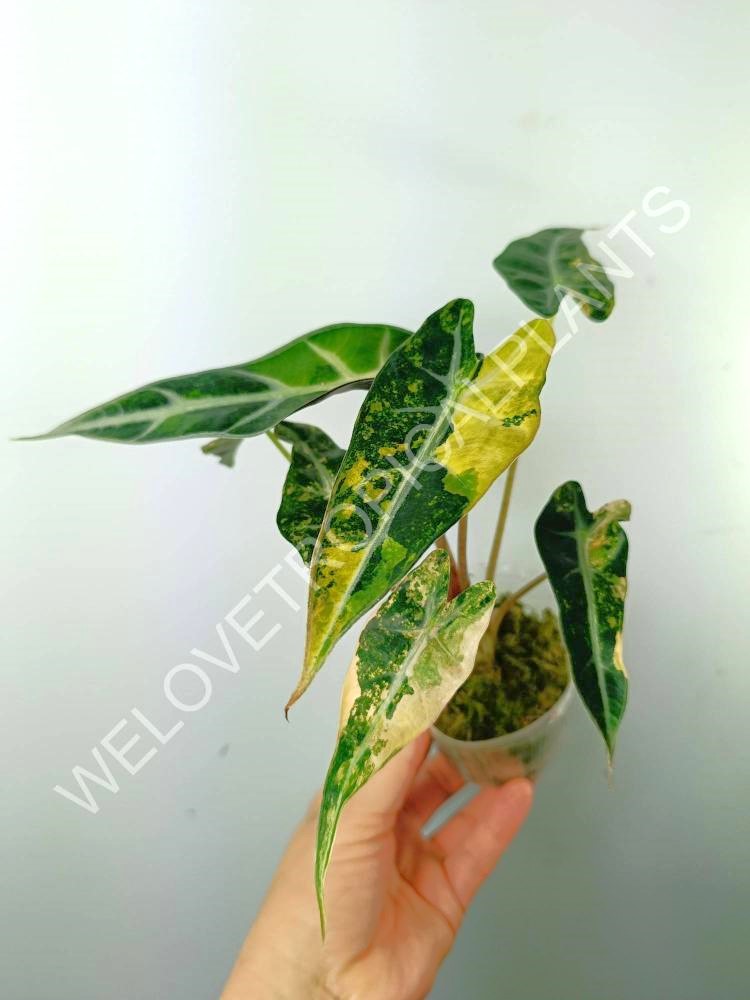 Alocasia bambino variegata aurea