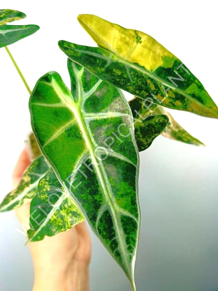 Alocasia bambino variegata aurea