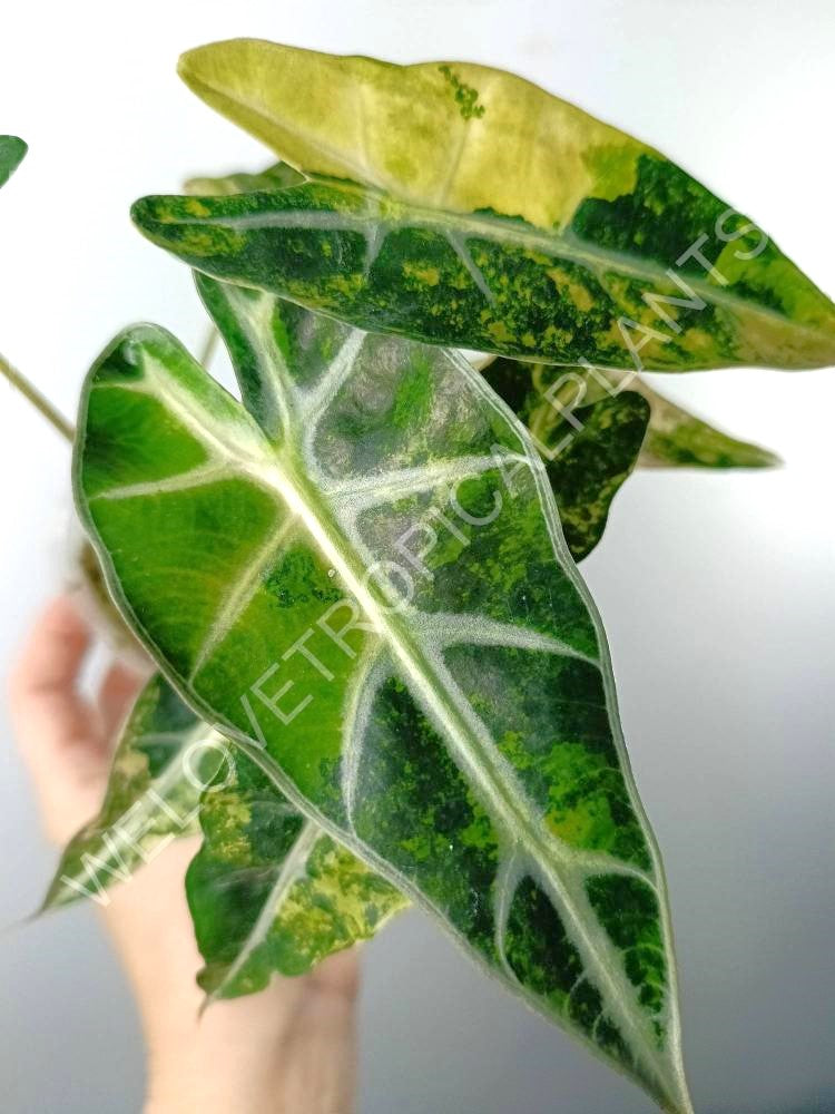 Alocasia bambino variegata aurea