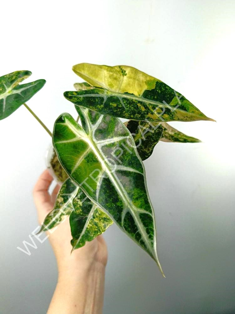 Alocasia bambino variegata aurea