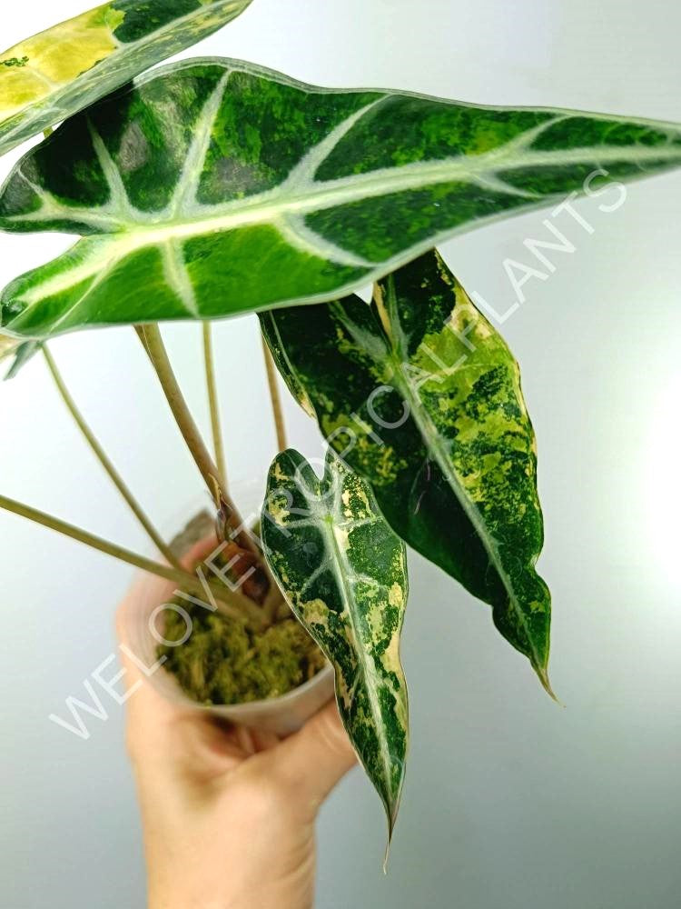 Alocasia bambino variegata aurea