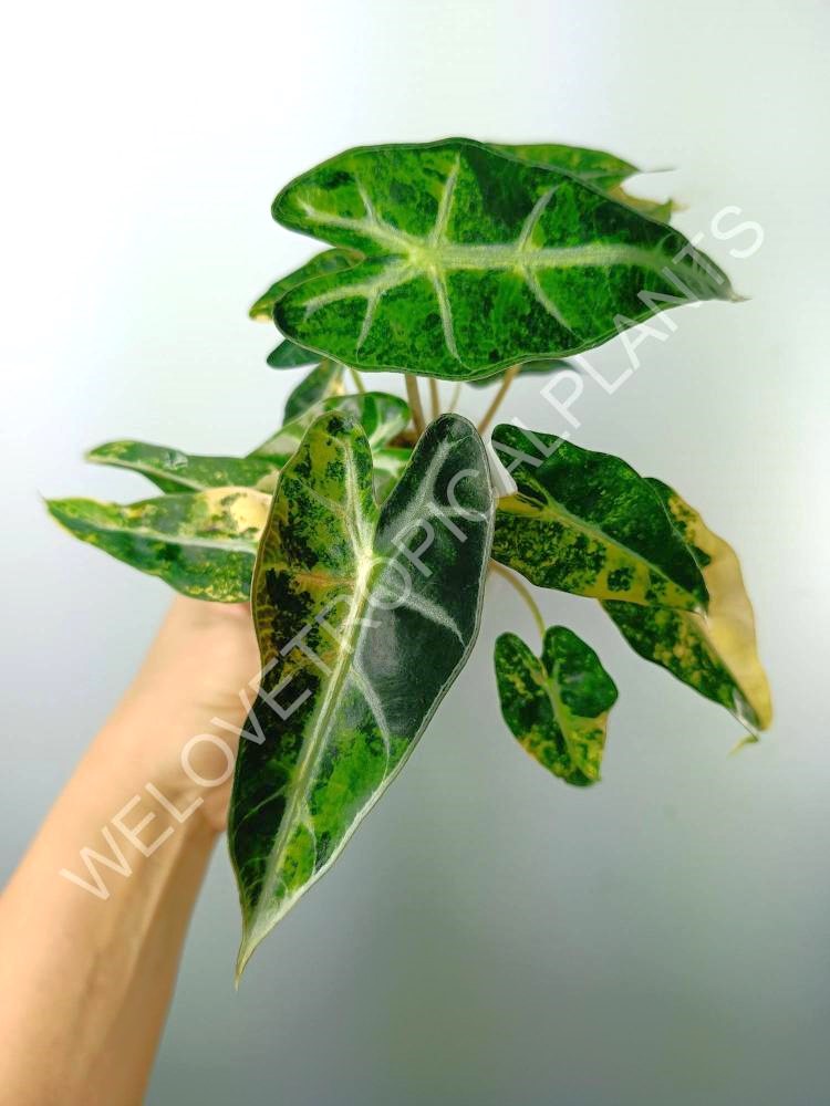 Alocasia bambino variegata aurea