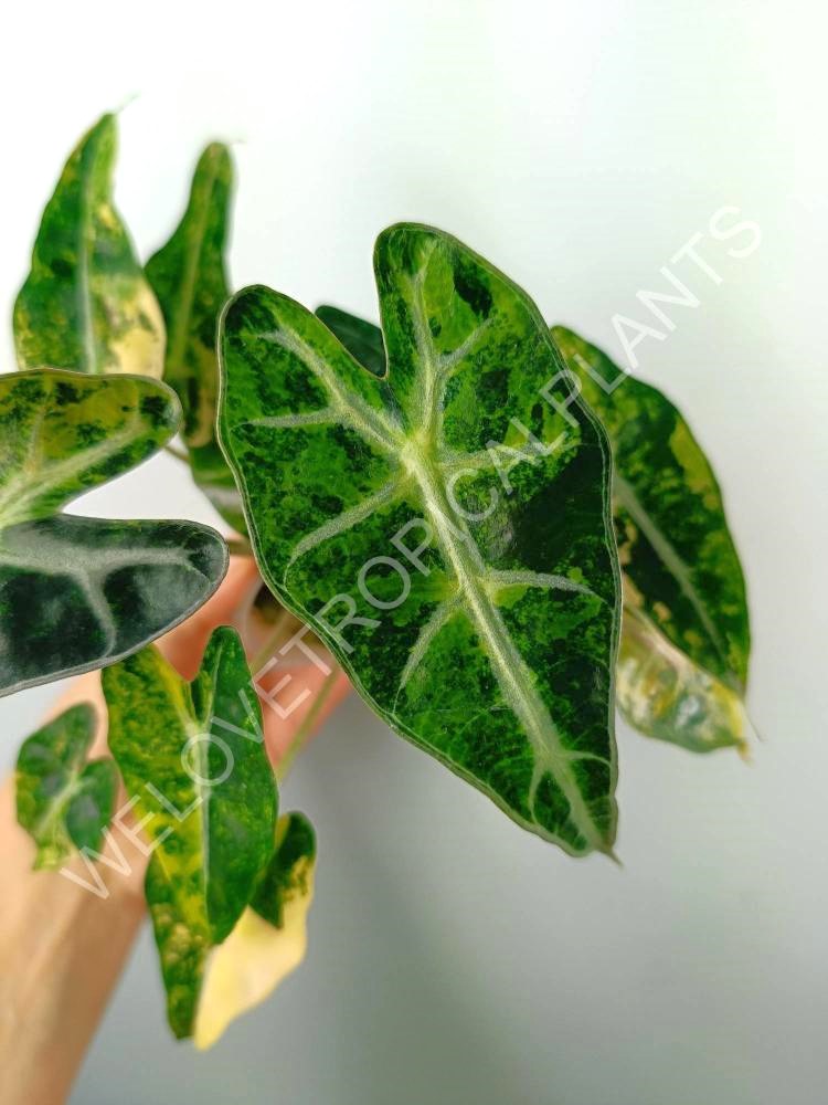 Alocasia bambino variegata aurea