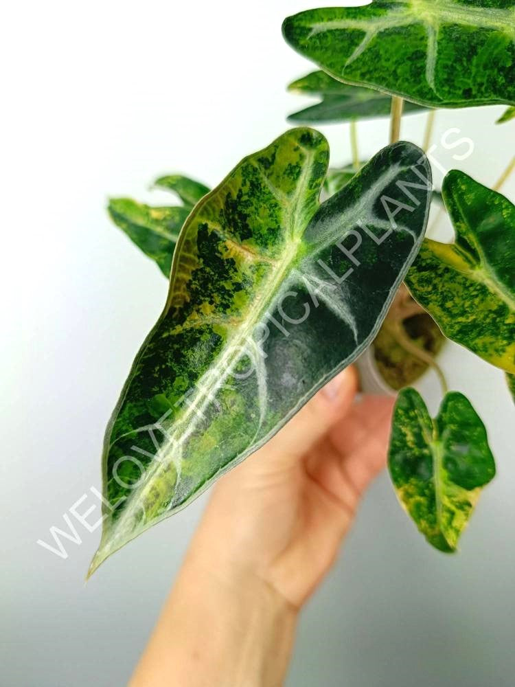 Alocasia bambino variegata aurea