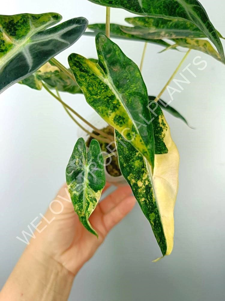 Alocasia bambino variegata aurea