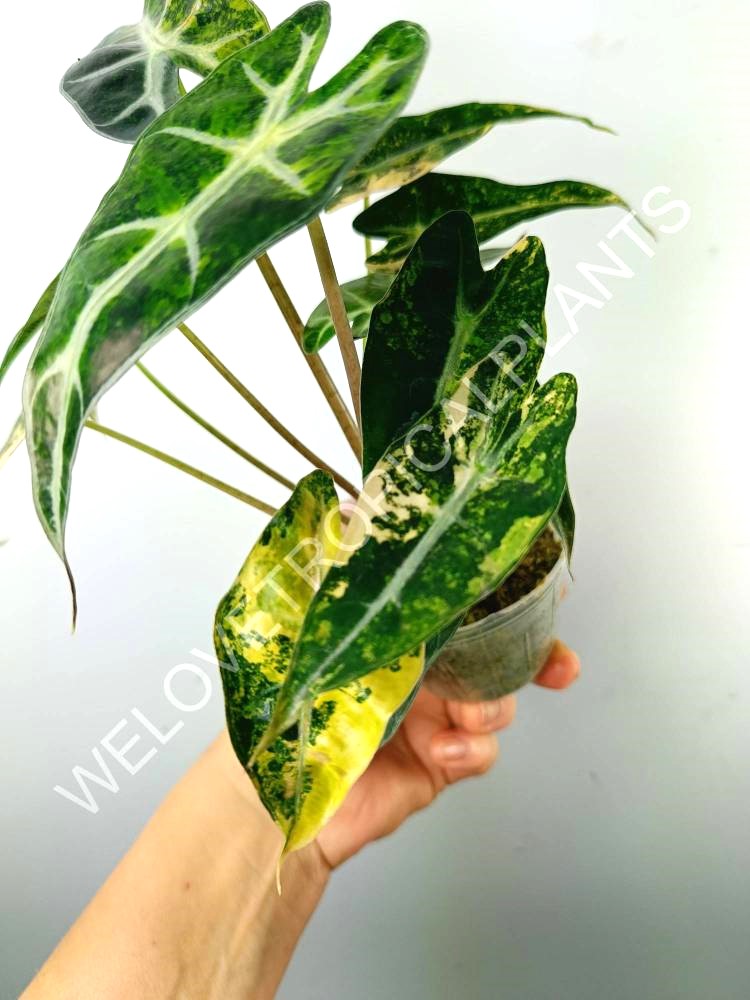 Alocasia bambino variegata aurea