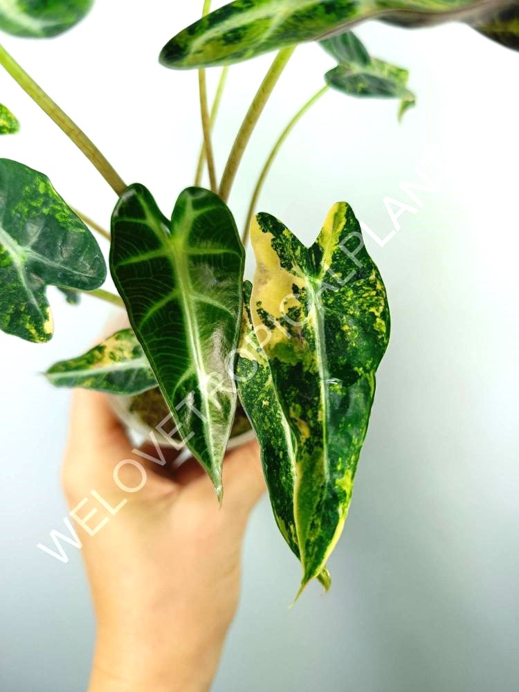 Alocasia bambino variegata aurea