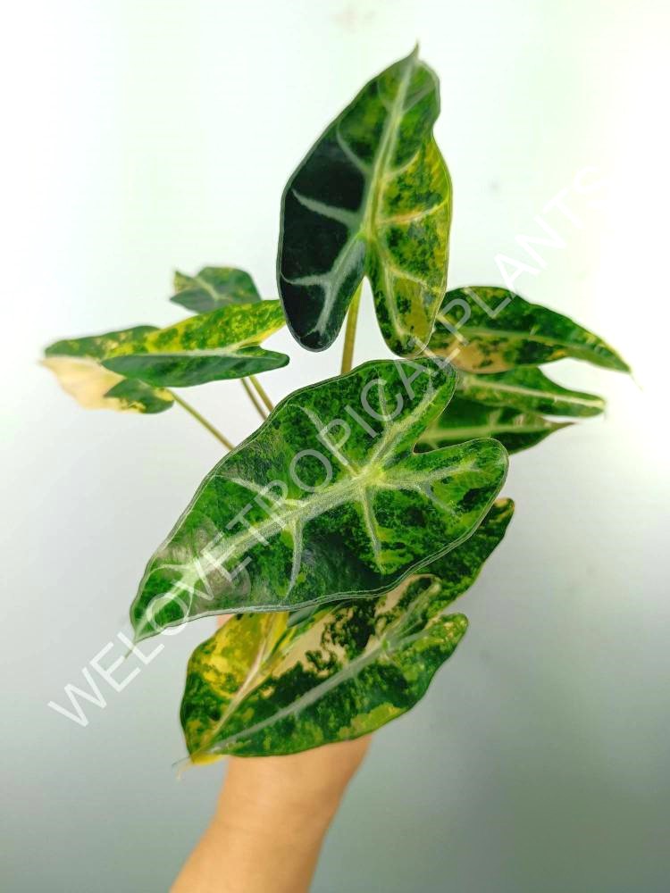 Alocasia bambino variegata aurea