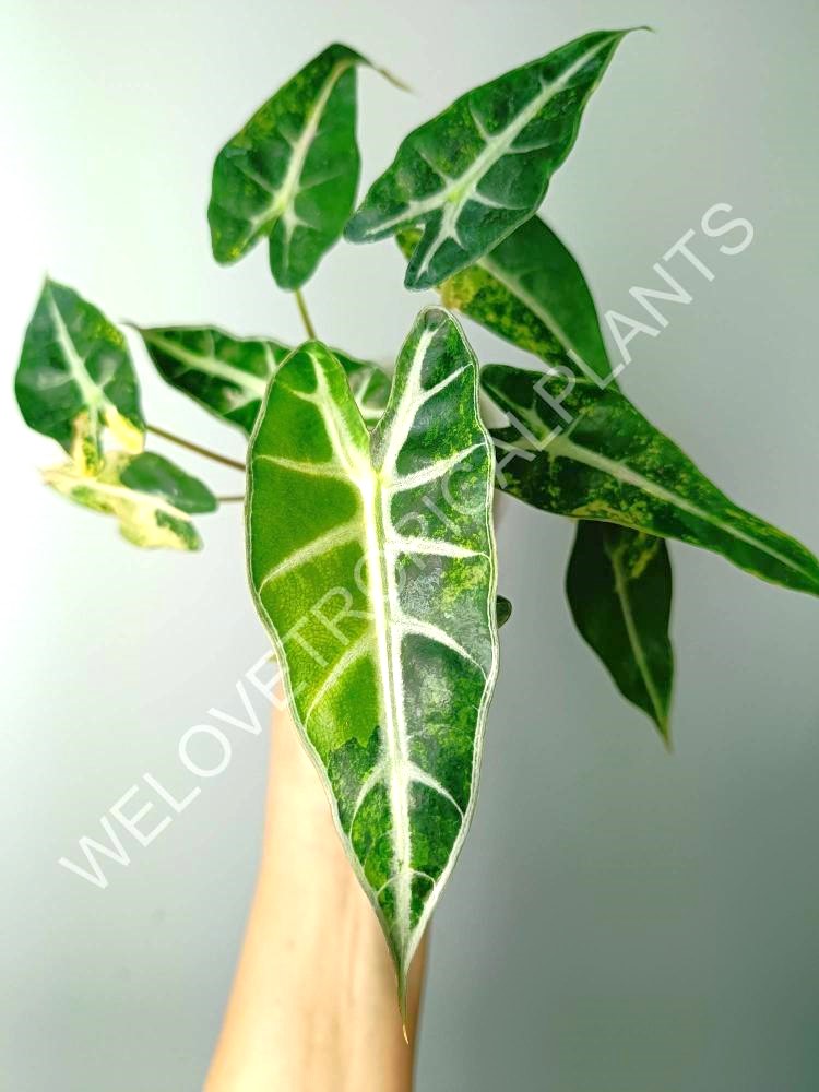 Alocasia bambino variegata aurea