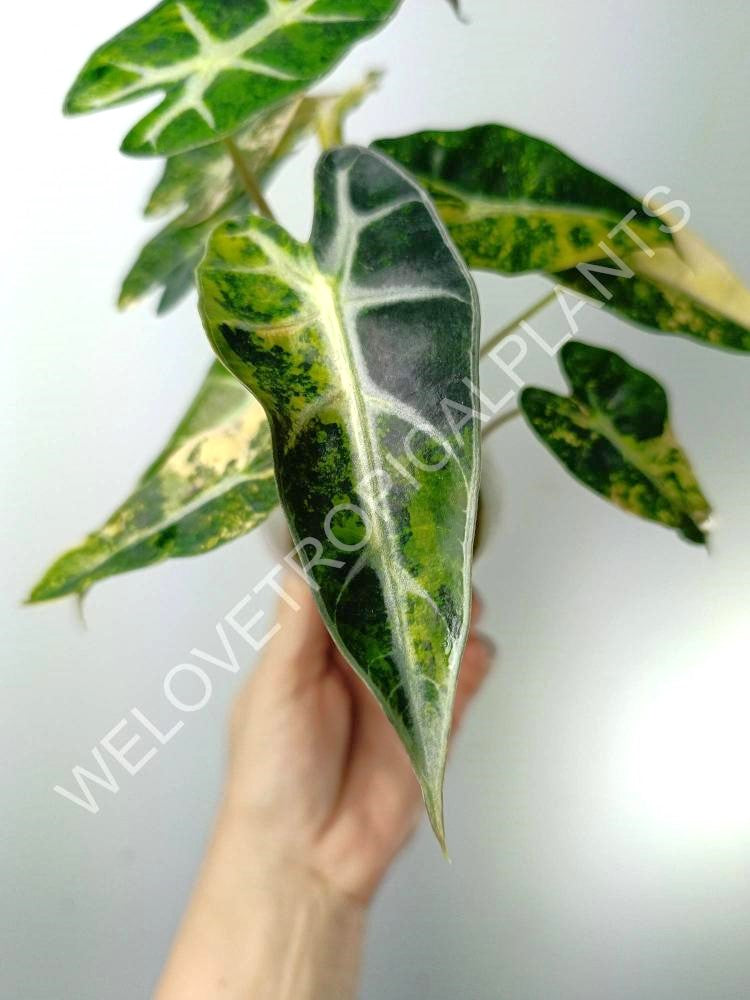 Alocasia bambino variegata aurea