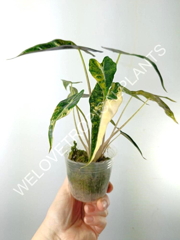 Alocasia bambino variegata aurea