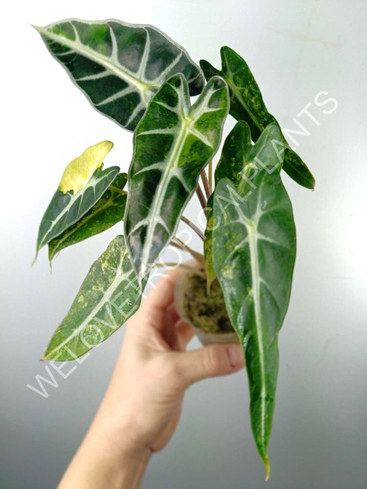 Alocasia bambino variegata aurea