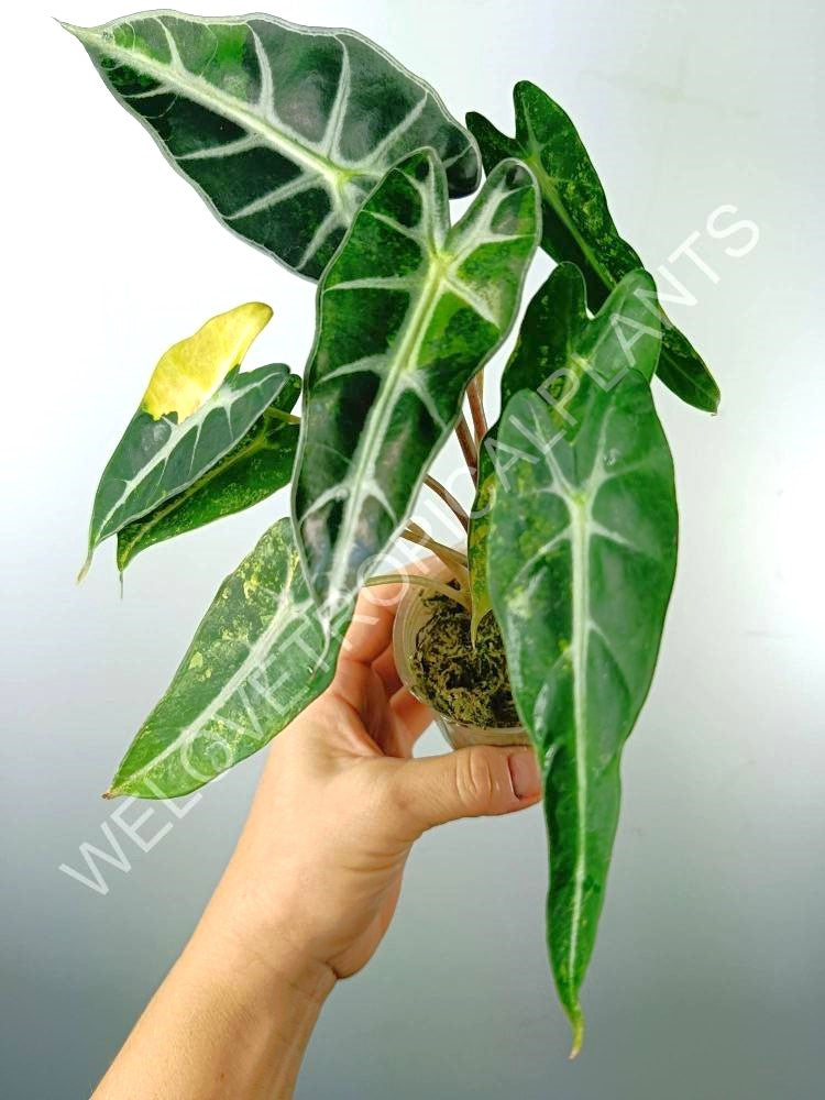 Alocasia bambino variegata aurea