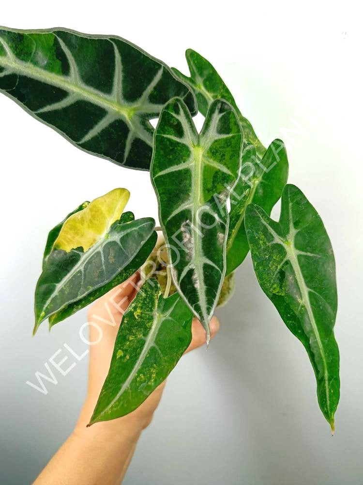 Alocasia bambino variegata aurea