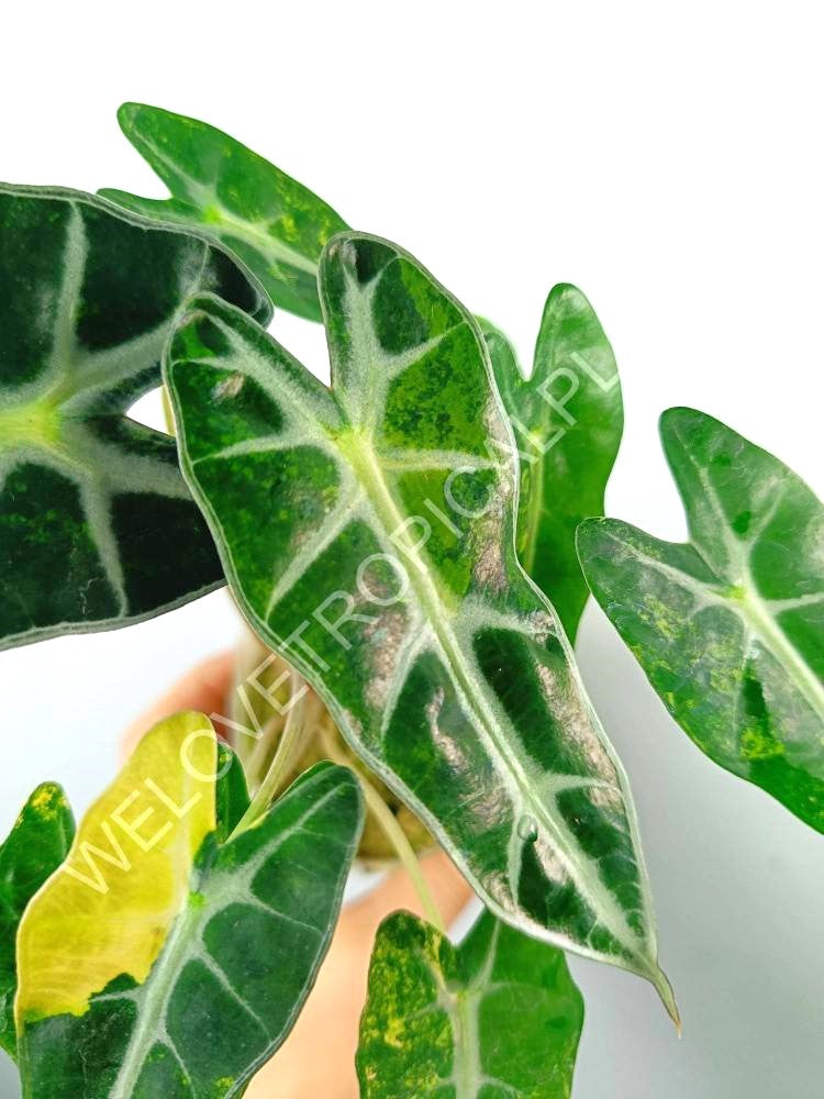 Alocasia bambino variegata aurea