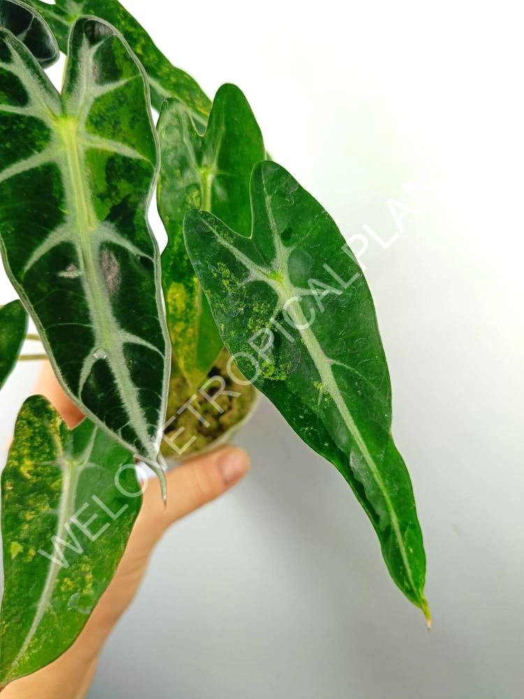 Alocasia bambino variegata aurea