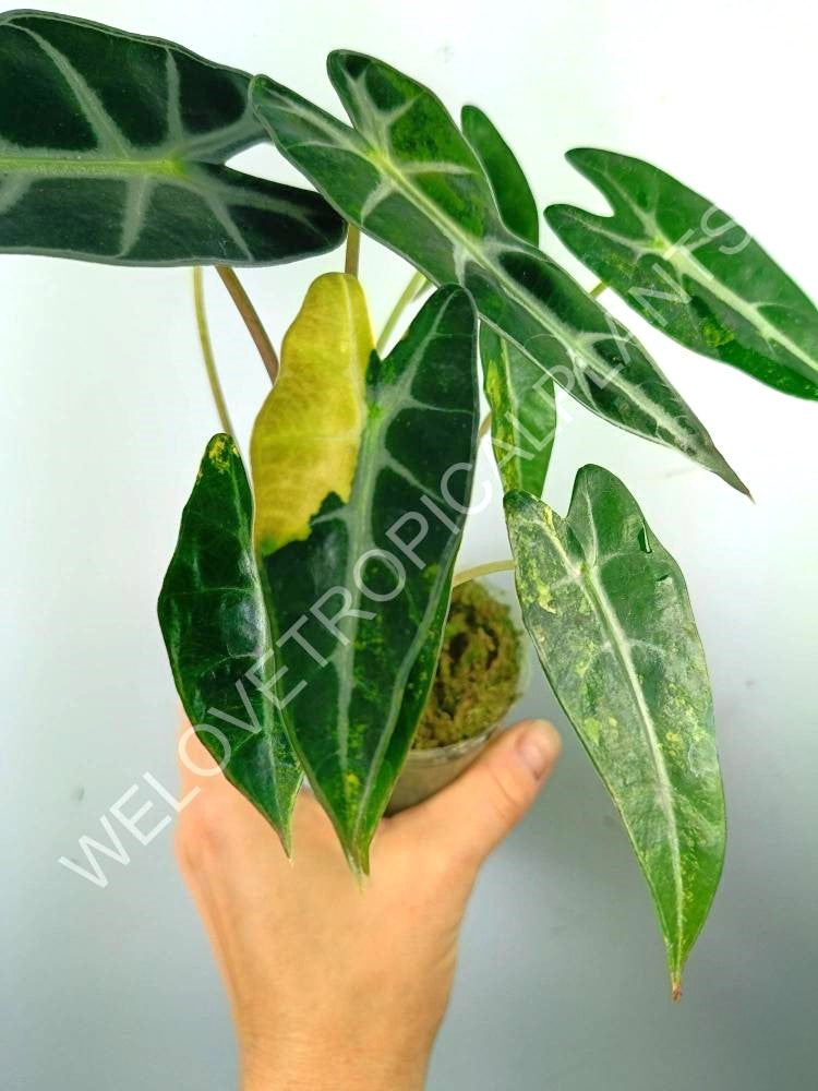 Alocasia bambino variegata aurea