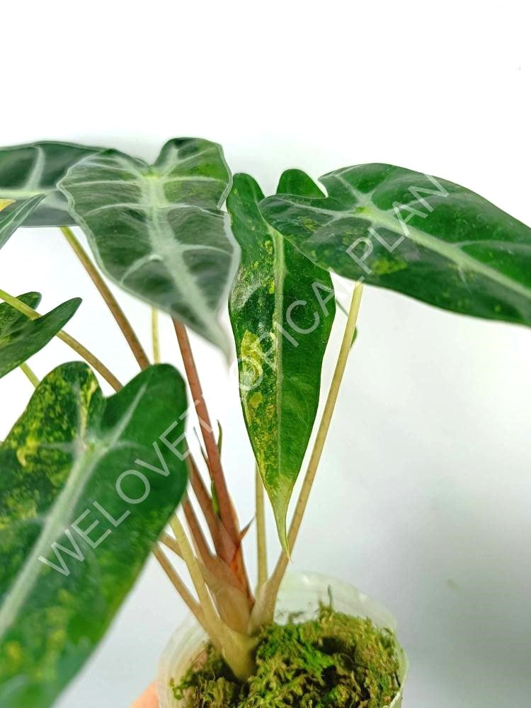 Alocasia bambino variegata aurea