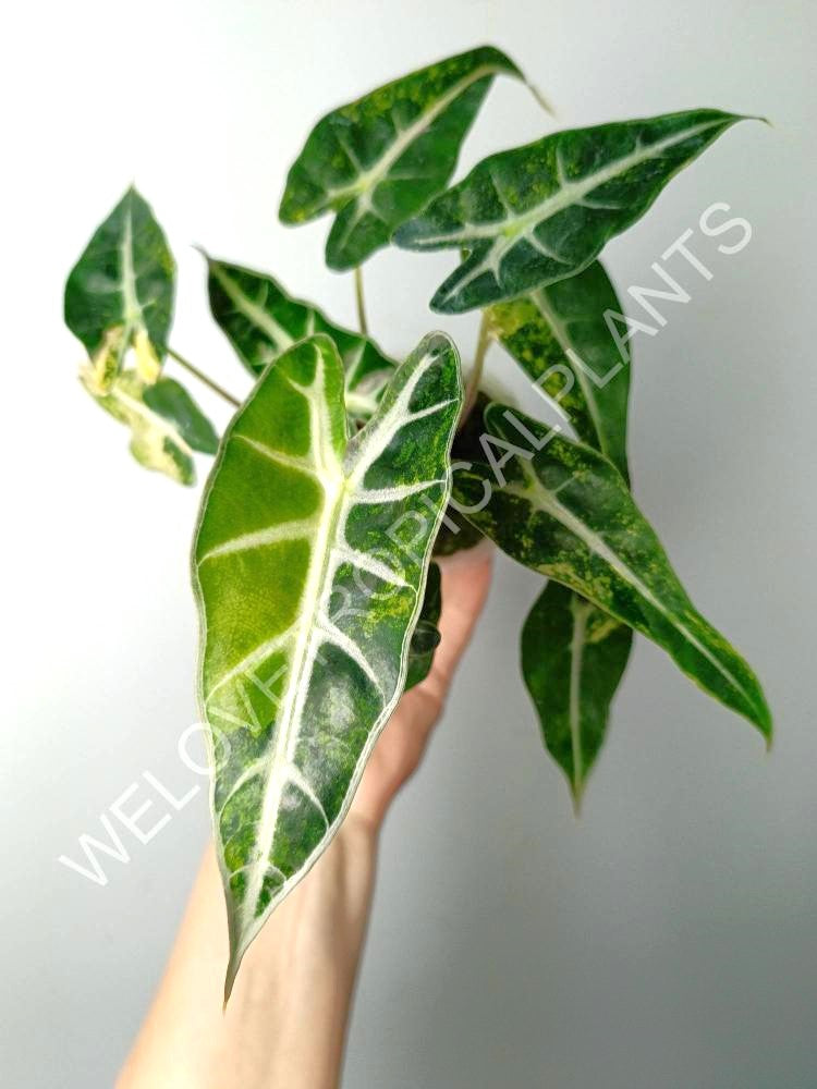 Alocasia bambino variegata aurea