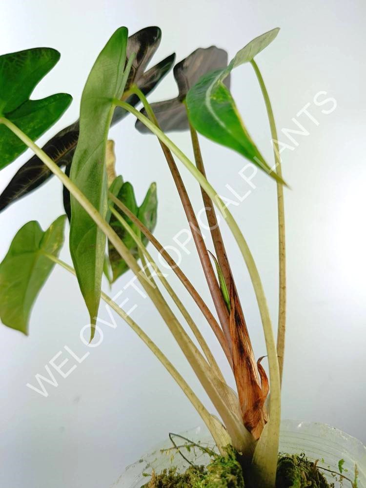 Alocasia bambino variegata aurea