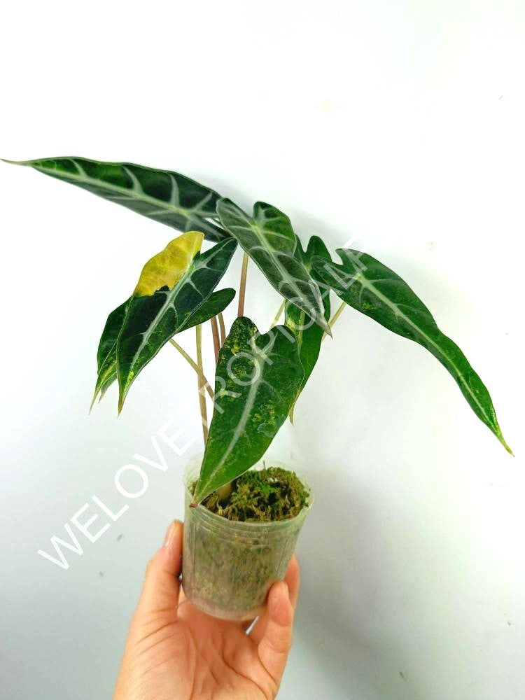 Alocasia bambino variegata aurea