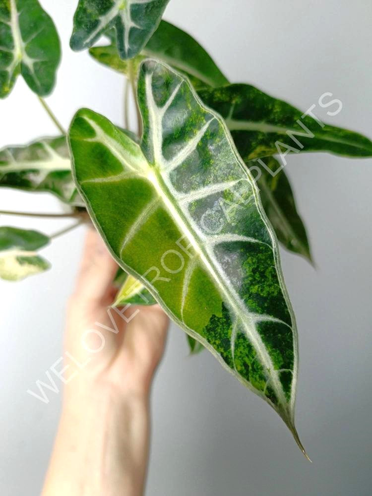 Alocasia bambino variegata aurea