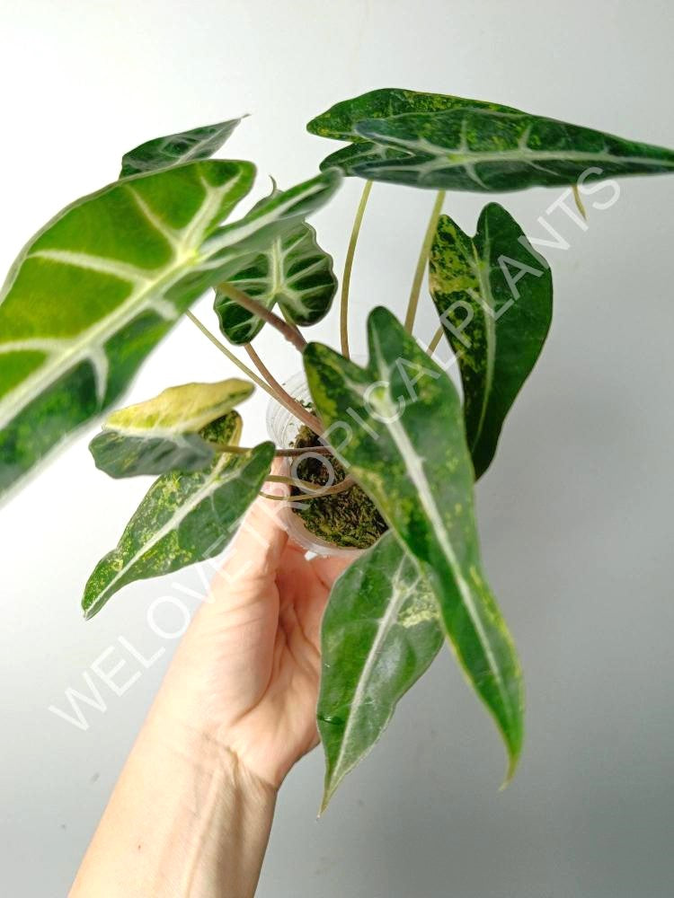 Alocasia bambino variegata aurea