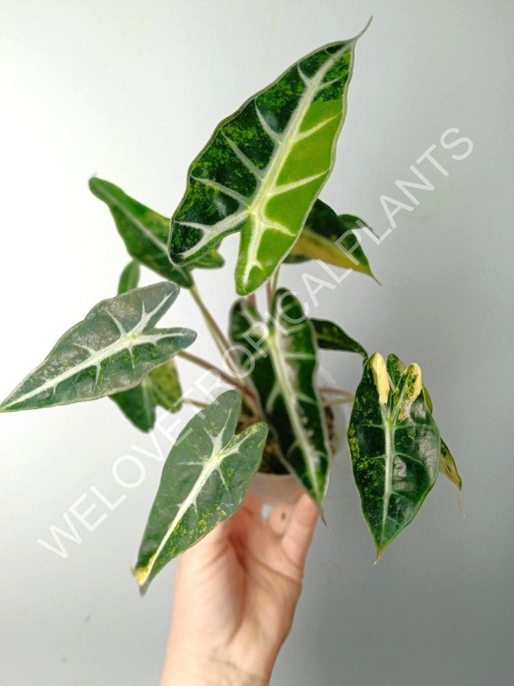 Alocasia bambino variegata aurea