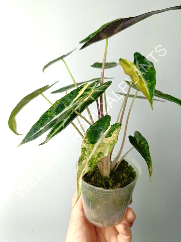 Alocasia bambino variegata aurea