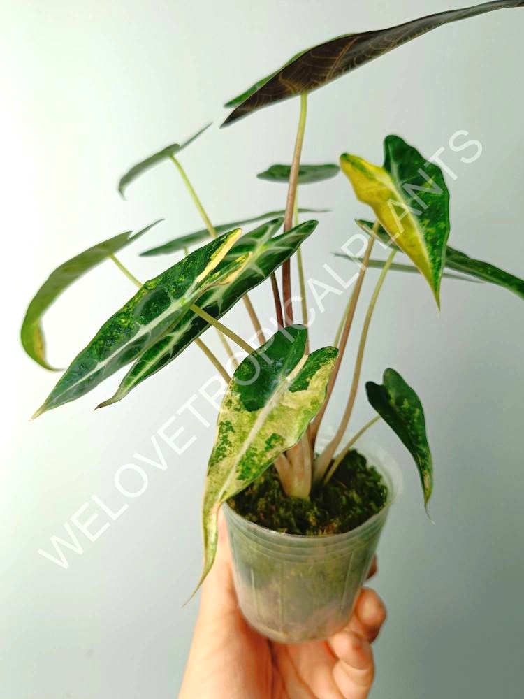 Alocasia bambino variegata aurea